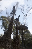 316-5553 San Diego Zoo - Giraffes